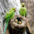 Waqar ahmad